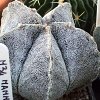 Vai alla scheda di Astrophytum myriostigma v. strongylogonum