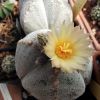 Vai alla scheda di Astrophytum myriostigma v. tricostatum