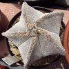 Vai alla scheda di Astrophytum myriostigma v. tulense