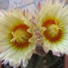 Vai alla scheda di Astrophytum myriostigma x asterias