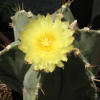 Vai alla scheda di Astrophytum myriostigma x ornatum v. nudum