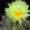 Vai alla scheda di Astrophytum ornatum