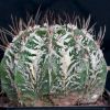 Vai alla scheda di Astrophytum ornatum cv. hannya fukuryu dinosaur