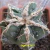 Vai alla scheda di Astrophytum ornatum cv. hannya fukuryu haku-jo