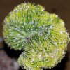 Vai alla scheda di Astrophytum ornatum f. cristatum