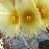 Vai alla scheda di Astrophytum ornatum f. mirbelii