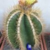 Vai alla scheda di Astrophytum ornatum f. nudum