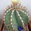 Vai alla scheda di Astrophytum ornatum f. nudum spiralis