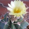 Vai alla scheda di Astrophytum ornatum v. glabrescens