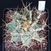 Vai alla scheda di Astrophytum ornatum v. spiralis