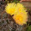 Vai alla scheda di Astrophytum ornatum x hannya