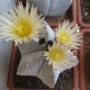 Vai alla scheda di Astrophytum ornatum x onzuka