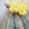 Vai alla scheda di Astrophytum ornatum x ornatum f. mirbelii