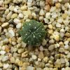 Vai alla scheda di Astrophytum asterias