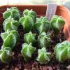 Vai alla scheda di Astrophytum capricorne