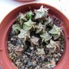 Vai alla scheda di Astrophytum capricorne v. niveum