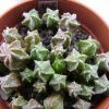 Vai alla scheda di Astrophytum coahuilense