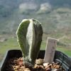 Vai alla scheda di Astrophytum myriostigma v. columnare