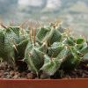 Vai alla scheda di Astrophytum ornatum