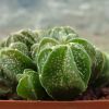 Vai alla scheda di Astrophytum senile