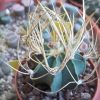 Vai alla scheda di Astrophytum senile v. aureum