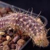 Vai alla scheda di Austrocactus coxii