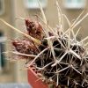 Vai alla scheda di Austrocactus ferrarii