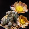 Vai alla scheda di Austrocylindropuntia clavarioides