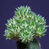 Vai alla scheda di Austrocylindropuntia lagopus