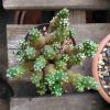 Vai alla scheda di Austrocylindropuntia verschaffeltii