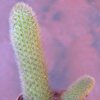 Vai alla scheda di Bergerocactus emoryi