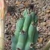 Vai alla scheda di Cereus aethiops