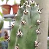 Vai alla scheda di Cereus jusbertii