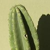 Vai alla scheda di Cereus peruvianus