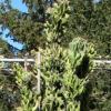 Vai alla scheda di cereus peruvianus f. monstruosus