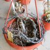 Vai alla scheda di Ceropegia armandii