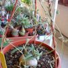 Vai alla scheda di Ceropegia barklyi