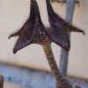 Vai alla scheda di Ceropegia cimiciodora