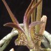 Vai alla scheda di Ceropegia stapeliiformis