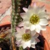 Vai alla scheda di Chamaecereus albiflorus