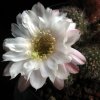 Vai alla scheda di Chamaecereus cv. alba