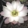 Vai alla scheda di Chamaecereus ibrido bianco