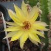 Vai alla scheda di Chamaecereus ibrido giallo canarino