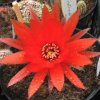 Vai alla scheda di Chamaecereus ibrido rosso grande