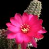 Vai alla scheda di Chamaecereus ibrido violetto