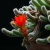 Vai alla scheda di Chamaecereus silvestrii