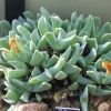 Vai alla scheda di Cheiridopsis caroli-schmidtii