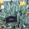Vai alla scheda di Cheiridopsis cigarettifera