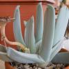 Vai alla scheda di Cheiridopsis denticulata