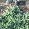 Vai alla scheda di Cheiridopsis speciosa